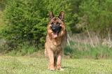 BERGER ALLEMAND 1373